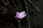 Eastern purple bladderwort